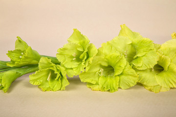 a flower of a varietal gladiolus of green, lemon, light green, yellow color with openwork edges on a light background