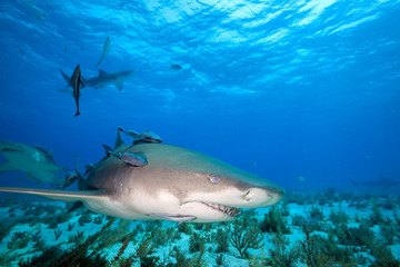 Fototapeta premium Lemon shark at Tiger beach, Bahamas 