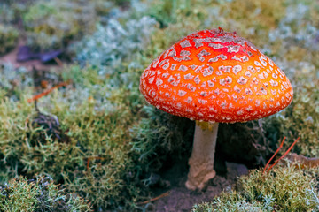 Amanita Muscaria poisonous mushroom