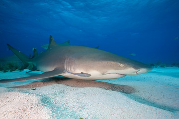 Fototapeta premium Lemon shark at Tiger beach, Bahamas 
