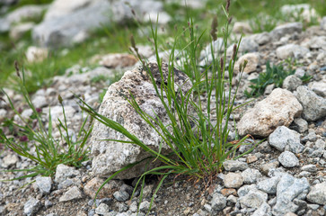 Plants on mountain.