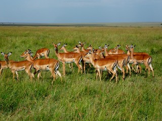 Herd of Gazelles in Masai Mara, Kenya