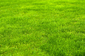 Fresh green manicured lawn close up. Clipped green grass background. Green lawn pattern textured background.