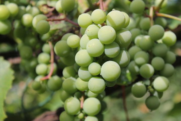 grapes, green grapes, young grapes, winemaking, growing grapes, grapes for wine