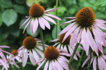 Echinacea, medicinal herbs, Echinacea on the flower bed, Echinacea in the dew, Echinacea after rain, Echinacea cultivation
