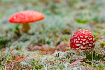 Amanita Muscaria poisonous mushroom