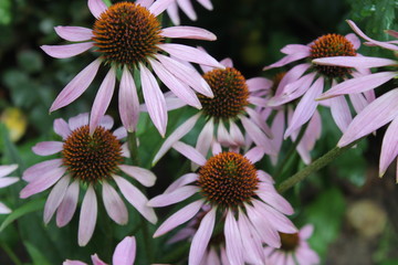 Echinacea, medicinal herbs, Echinacea on the flower bed, Echinacea in the dew, Echinacea after rain, Echinacea cultivation