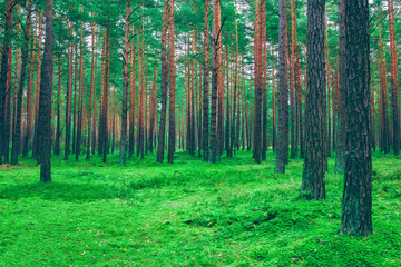 Fototapeta na wymiar Pine forest green landscape