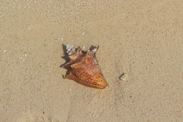 Golden Shell at the Sand