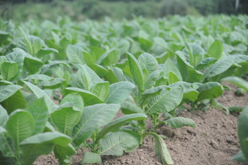 Tobacco plantation and farm n Vinales Valley,Cuba.