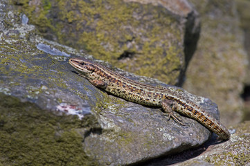 Viviparous Lizard (Zootoca vivipara)/Common Lizard basking on lichen covered stone wall