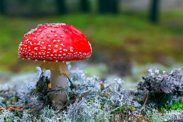 Amanita Muscaria poisonous mushroom