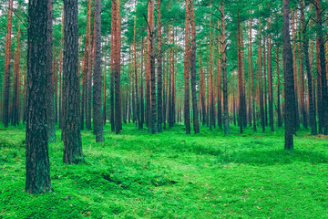 Fototapeta premium Pine forest green landscape