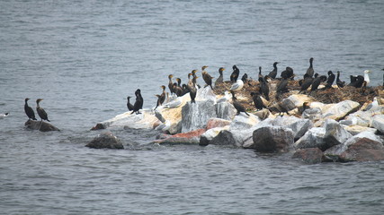 cormorants and seagulls on rocky island on river