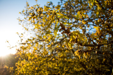 Leafs budding in the spring
