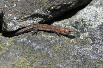 Viviparous Lizard (Zootoca vivipara)Tiny juvenile Common Lizard basking on lichen covered stone wall