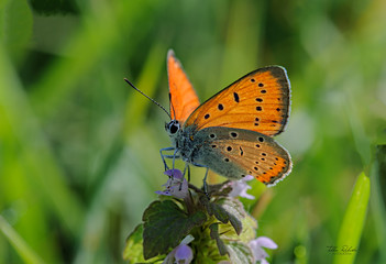 farfalla