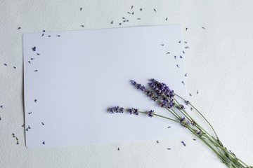 von empty. white sheet on a wooden background and a sprig of lavender. lavender flower on white background. sprigs of lavender