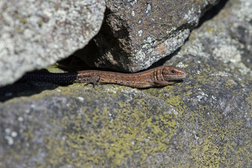 Viviparous Lizard (Zootoca vivipara)Tiny juvenile Common Lizard basking on lichen covered stone wall