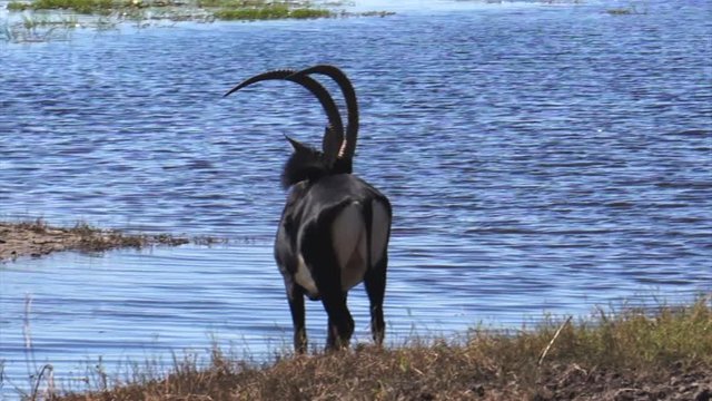 Sable Antelope drinking. Riverfront, Chobe National Park, Botswana.