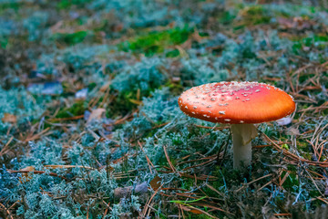 Amanita Muscaria poisonous mushroom