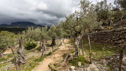 Fototapeta na wymiar Mallorca is an island where walks through olive orchards are a really delight.