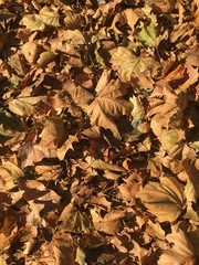 Closeup of Autumn leaves piled on the ground