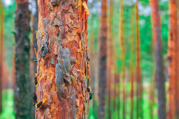 Pine forest green landscape