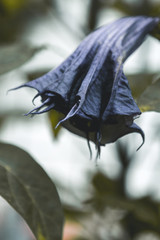 Dark image of Datura Inoxia, Angel's trumpet, mature flower among leaves