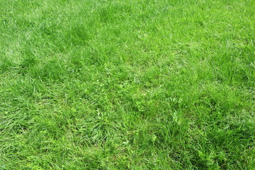 green grass