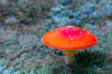 Amanita Muscaria poisonous mushroom