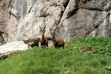 Steinböcke vor der Benediktenwand
