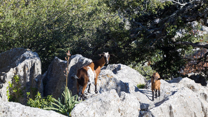 The only wild big mammals in Mallorca are the wild goats and they can be seen almost everywhere on the island.
