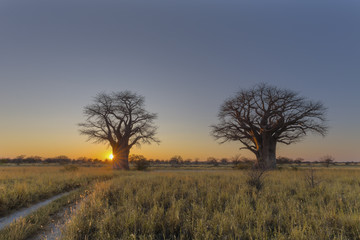 Fototapeta na wymiar Sun starburst at sunrise at Baines Baobab campsite