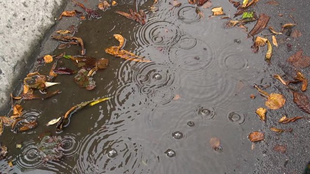 Drops of rain fall in a puddle with yellow leaf. Slow motion