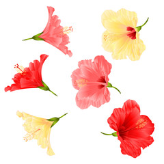 Flowers tropical plant  hibiscus red pink and yellow  on a white background  vintage vector illustration editable hand draw