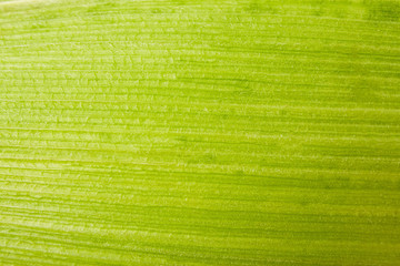 Corn leaf close up