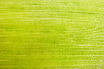 Corn leaf close up