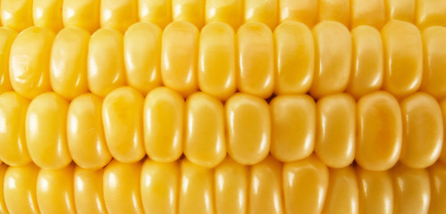 Fresh corn on wood desk