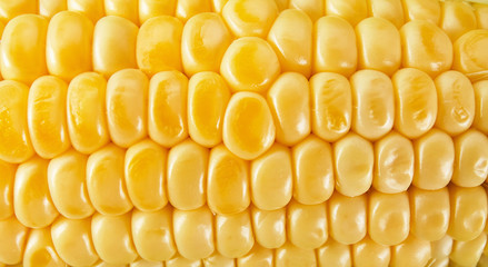 Fresh corn on wood desk