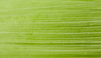 Corn leaf close up