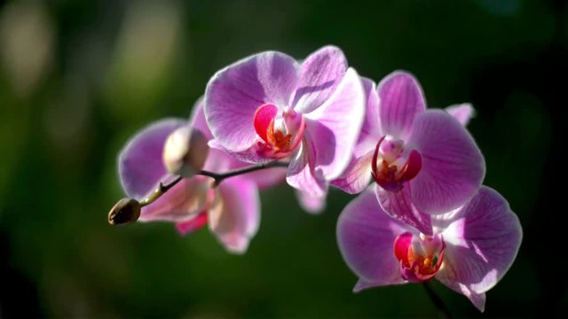 Purple Orchid branch on green natural background 