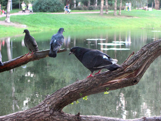 Three pigeons on a branch against the background of a pond