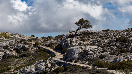Isolated tree raising up in the harsh environment that defines the landscape in Mallorca.