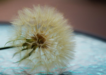 A dandelion flower with seeds on glass clear table.