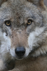 Wolfsportrait