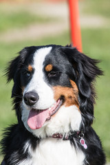 Portrait of a Bernese Mountain Dog living in Belgium