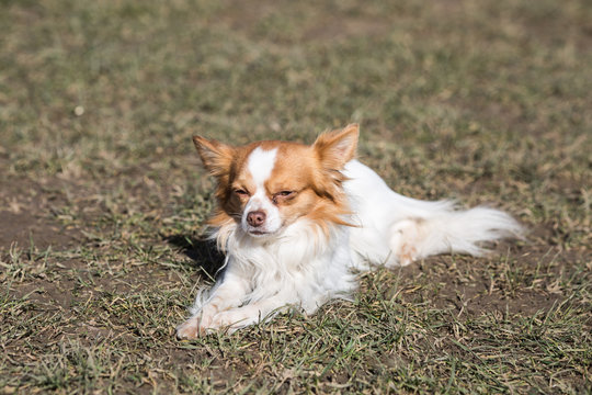 Portrait of a chihuahua living in Belgium