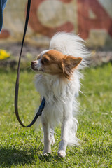 Portrait of a chihuahua living in Belgium