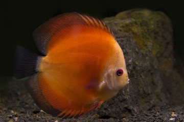 aquariumfish isolated backgrund